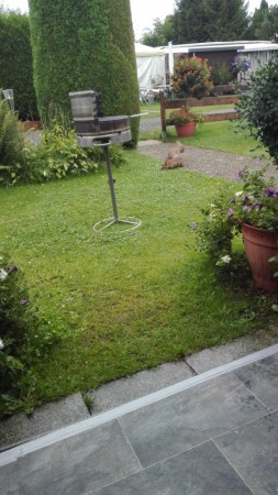 wie man sieht fühlen sic auch die Kaninchen hier wohl