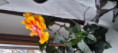 /album/fotogalerie-startseite/20230309-162323-jpg/